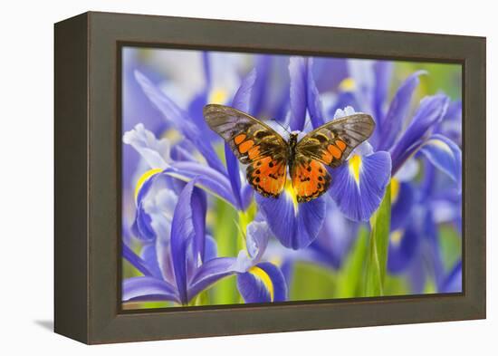 Butterfly Graphium Rydleyanus-Darrell Gulin-Framed Premier Image Canvas