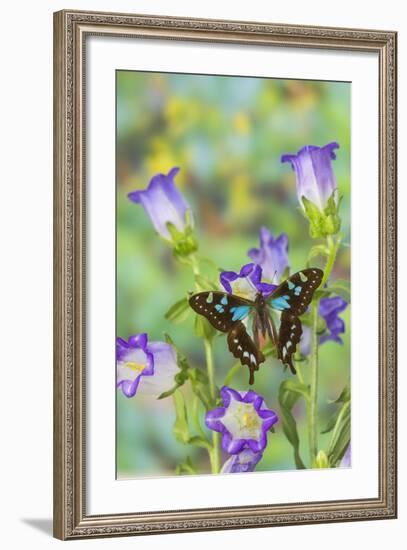 Butterfly Graphium Stresemanni-Darrell Gulin-Framed Photographic Print