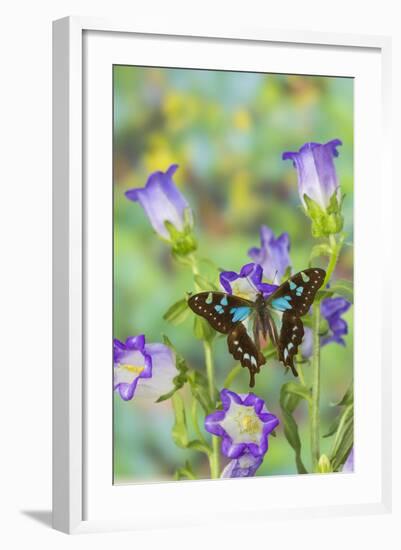 Butterfly Graphium Stresemanni-Darrell Gulin-Framed Photographic Print