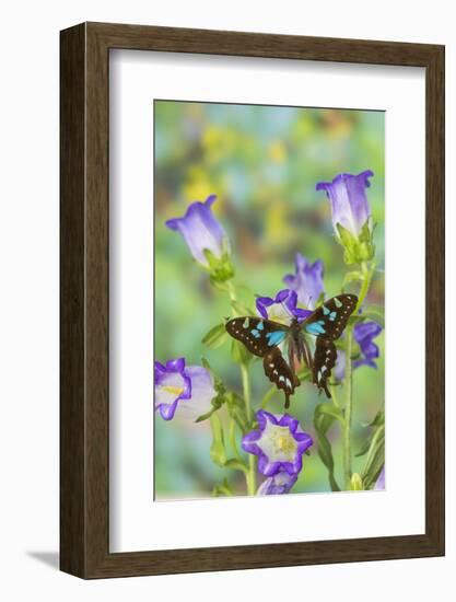 Butterfly Graphium Stresemanni-Darrell Gulin-Framed Photographic Print