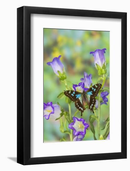 Butterfly Graphium Stresemanni-Darrell Gulin-Framed Photographic Print