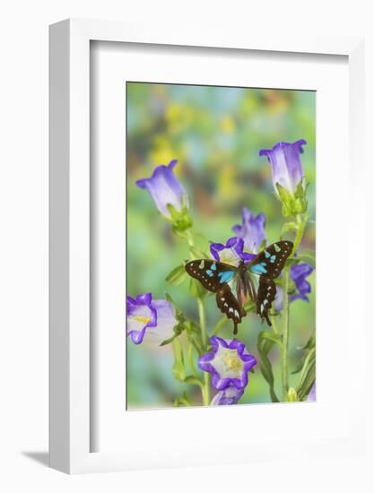 Butterfly Graphium Stresemanni-Darrell Gulin-Framed Photographic Print