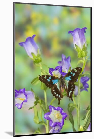 Butterfly Graphium Stresemanni-Darrell Gulin-Mounted Photographic Print