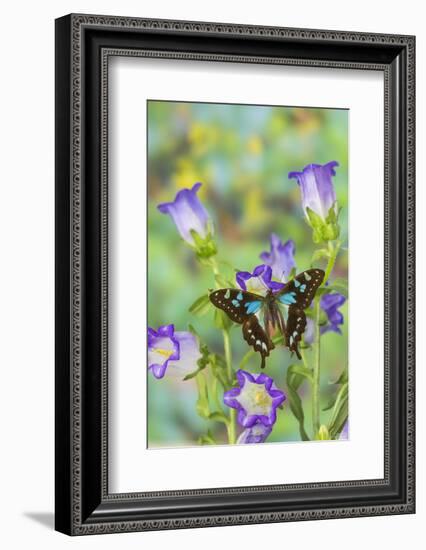 Butterfly Graphium Stresemanni-Darrell Gulin-Framed Photographic Print