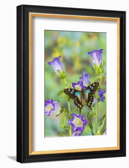 Butterfly Graphium Stresemanni-Darrell Gulin-Framed Photographic Print