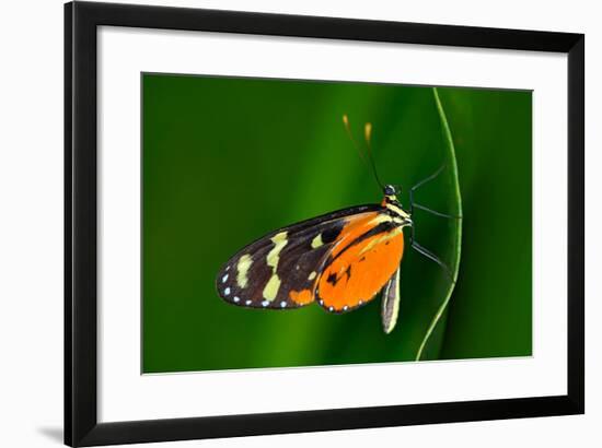 Butterfly Heliconius Hacale Zuleikas, in Nature Habitat. Nice Insect from Costa Rica in the Green F-Ondrej Prosicky-Framed Photographic Print