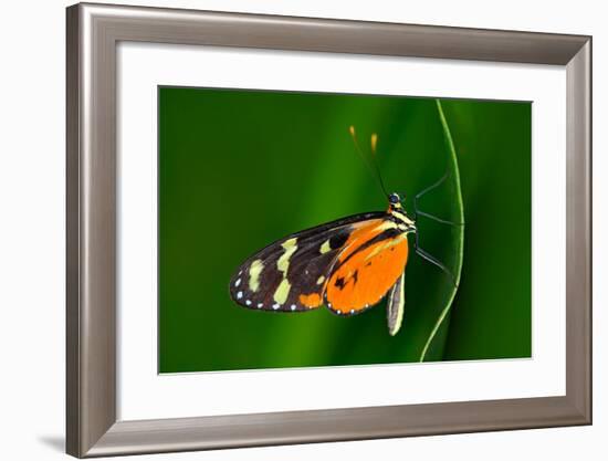 Butterfly Heliconius Hacale Zuleikas, in Nature Habitat. Nice Insect from Costa Rica in the Green F-Ondrej Prosicky-Framed Photographic Print