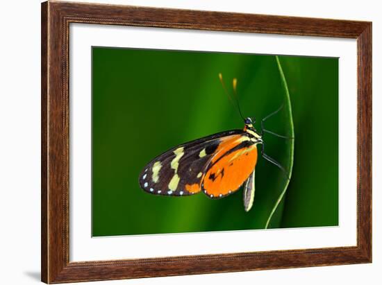 Butterfly Heliconius Hacale Zuleikas, in Nature Habitat. Nice Insect from Costa Rica in the Green F-Ondrej Prosicky-Framed Photographic Print