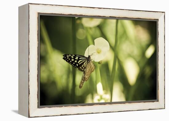 Butterfly I-Erin Berzel-Framed Premier Image Canvas