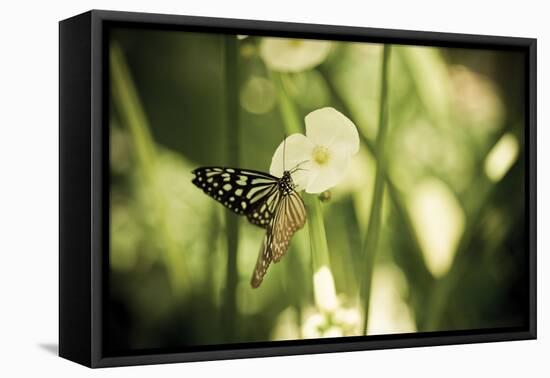 Butterfly I-Erin Berzel-Framed Premier Image Canvas