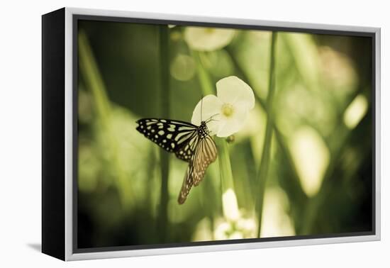 Butterfly I-Erin Berzel-Framed Premier Image Canvas