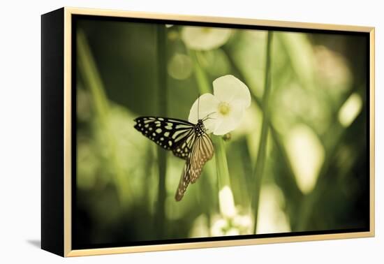 Butterfly I-Erin Berzel-Framed Premier Image Canvas