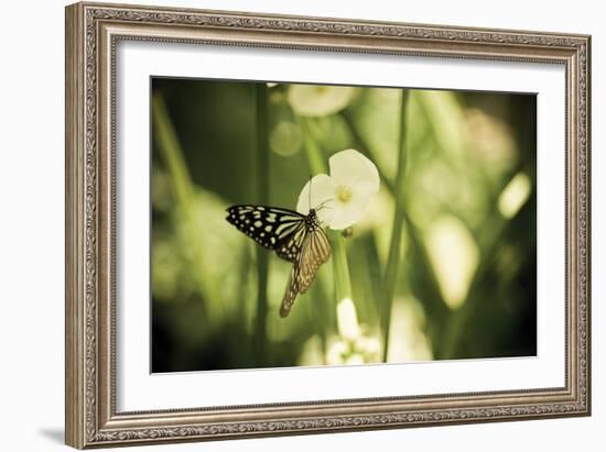 Butterfly I-Erin Berzel-Framed Photographic Print