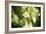 Butterfly I-Erin Berzel-Framed Photographic Print