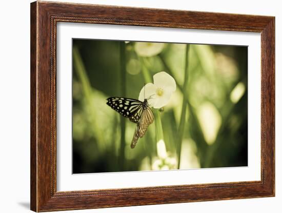 Butterfly I-Erin Berzel-Framed Photographic Print