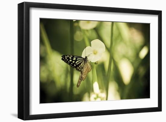 Butterfly I-Erin Berzel-Framed Photographic Print