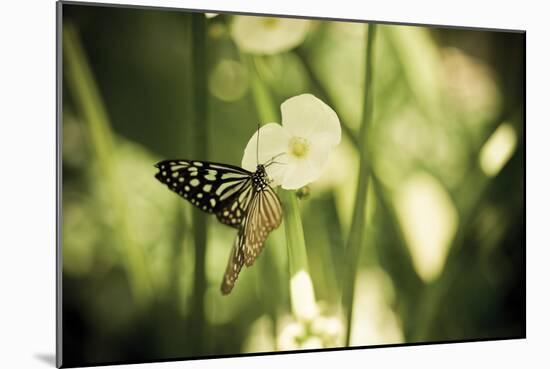 Butterfly I-Erin Berzel-Mounted Photographic Print