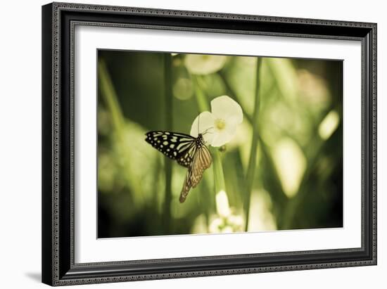 Butterfly I-Erin Berzel-Framed Photographic Print