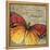 Butterfly I-Kimberly Poloson-Framed Stretched Canvas