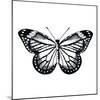 Butterfly II-Clara Wells-Mounted Giclee Print