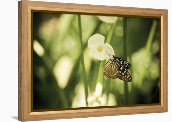 Butterfly II-Erin Berzel-Framed Premier Image Canvas