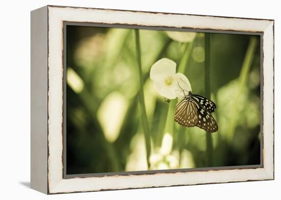 Butterfly II-Erin Berzel-Framed Premier Image Canvas