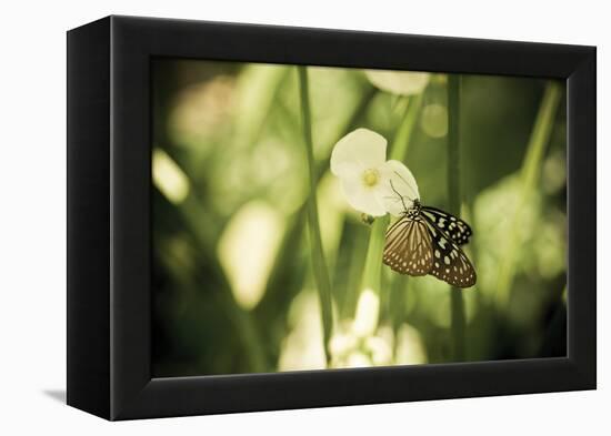 Butterfly II-Erin Berzel-Framed Premier Image Canvas