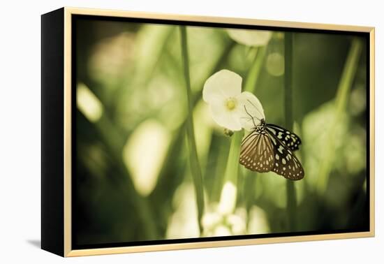 Butterfly II-Erin Berzel-Framed Premier Image Canvas