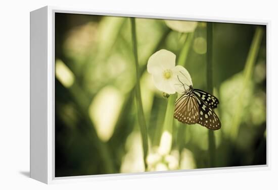 Butterfly II-Erin Berzel-Framed Premier Image Canvas