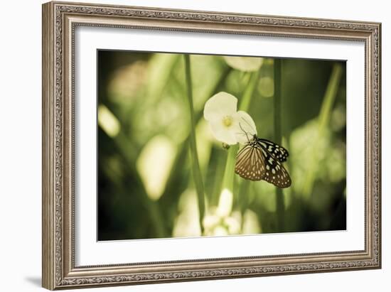 Butterfly II-Erin Berzel-Framed Photographic Print