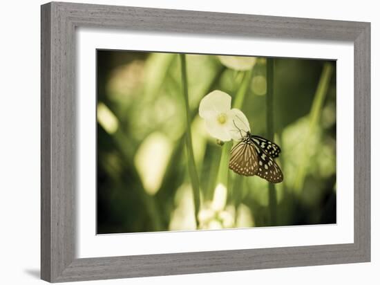 Butterfly II-Erin Berzel-Framed Photographic Print