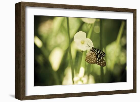 Butterfly II-Erin Berzel-Framed Photographic Print