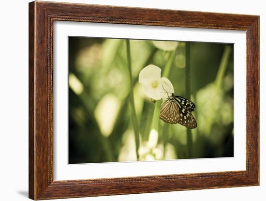 Butterfly II-Erin Berzel-Framed Photographic Print