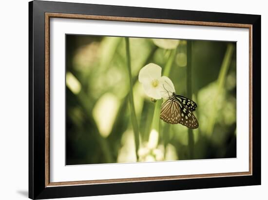 Butterfly II-Erin Berzel-Framed Photographic Print