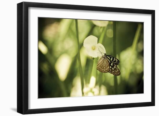 Butterfly II-Erin Berzel-Framed Photographic Print