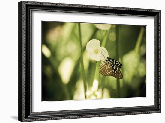 Butterfly II-Erin Berzel-Framed Photographic Print