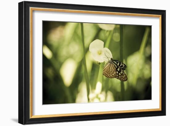 Butterfly II-Erin Berzel-Framed Photographic Print