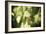 Butterfly II-Erin Berzel-Framed Photographic Print