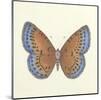 Butterfly III-Sophie Golaz-Mounted Premium Giclee Print