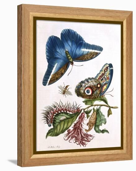 Butterfly Illustration by Maria Sibylla Merian-null-Framed Premier Image Canvas