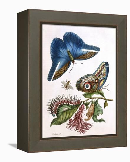 Butterfly Illustration by Maria Sibylla Merian-null-Framed Premier Image Canvas