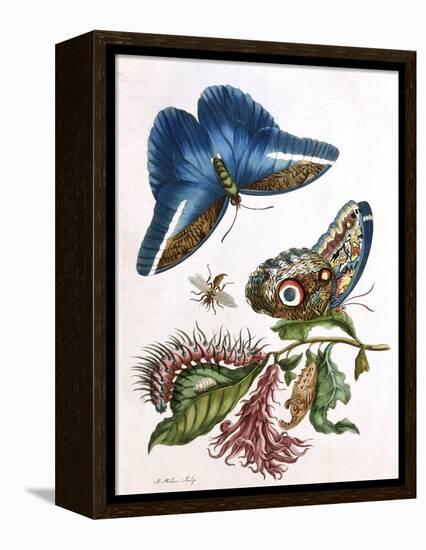 Butterfly Illustration by Maria Sibylla Merian-null-Framed Premier Image Canvas