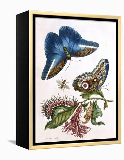 Butterfly Illustration by Maria Sibylla Merian-null-Framed Premier Image Canvas