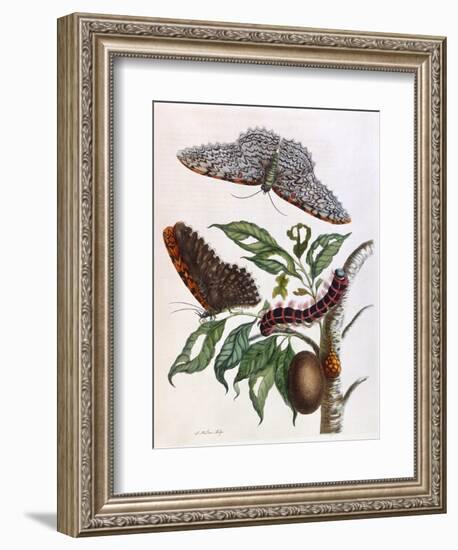 Butterfly Illustration by Maria Sibylla Merian-null-Framed Art Print