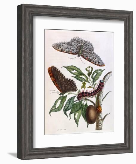 Butterfly Illustration by Maria Sibylla Merian-null-Framed Art Print