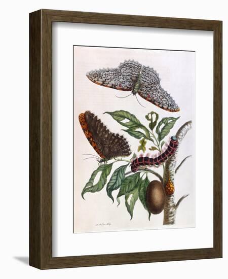 Butterfly Illustration by Maria Sibylla Merian-null-Framed Art Print