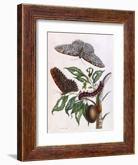 Butterfly Illustration by Maria Sibylla Merian-null-Framed Art Print