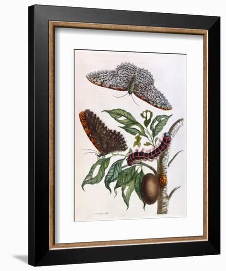 Butterfly Illustration by Maria Sibylla Merian-null-Framed Art Print