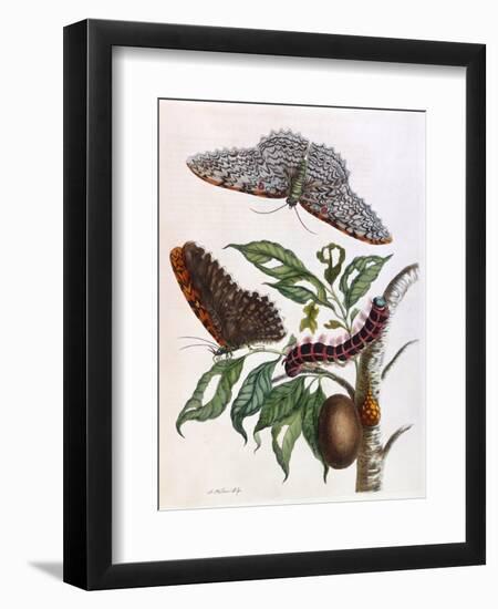 Butterfly Illustration by Maria Sibylla Merian-null-Framed Art Print