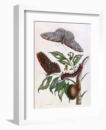 Butterfly Illustration by Maria Sibylla Merian-null-Framed Art Print